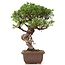 Juniperus chinensis Itoigawa, 25 cm, ± 18 Jahre alt, mit interessantem Jin und Shari