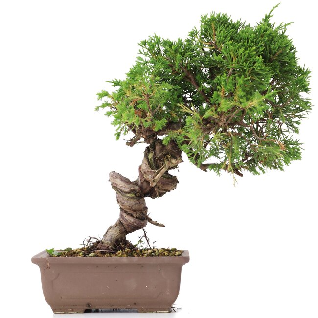 Juniperus chinensis Itoigawa, 24 cm, ± 18 jaar oud, met interessante jin en shari