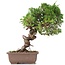 Juniperus chinensis Itoigawa, 24 cm, ± 18 anni, con interessanti jin e shari