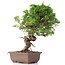 Juniperus chinensis Itoigawa, 24 cm, ± 18 anni, con interessanti jin e shari