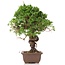 Juniperus chinensis Itoigawa, 24 cm, ± 18 ans, avec jin et shari intéressants