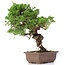 Juniperus chinensis Itoigawa, 24 cm, ± 18 anni, con interessanti jin e shari