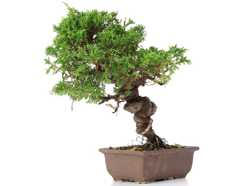 Juniperus chinensis Itoigawa, 24 cm, ± 18 Jahre alt, mit interessantem Jin und Shari