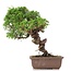 Juniperus chinensis Itoigawa, 24 cm, ± 18 anni, con interessanti jin e shari