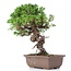 Juniperus chinensis Itoigawa, 24 cm, ± 18 anni, con interessanti jin e shari