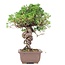 Juniperus chinensis Itoigawa, 24 cm, ± 18 anni, con interessanti jin e shari