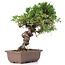 Juniperus chinensis Itoigawa, 24 cm, ± 18 jaar oud, met interessante jin en shari