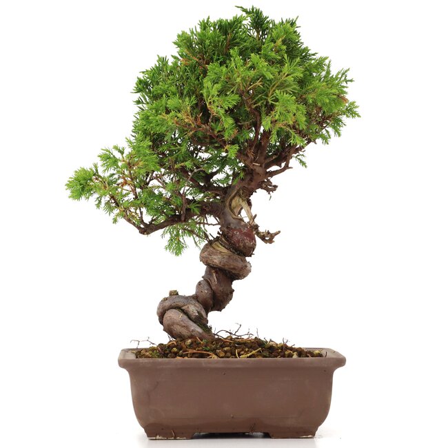 Juniperus chinensis Itoigawa, 24 cm, ± 18 jaar oud, met interessante jin en shari