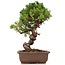 Juniperus chinensis Itoigawa, 24 cm, ± 18 Jahre alt, mit interessantem Jin und Shari