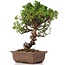 Juniperus chinensis Itoigawa, 24 cm, ± 18 anni, con interessanti jin e shari