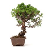 Juniperus chinensis Itoigawa, 24 cm, ± 18 jaar oud, met interessante jin en shari