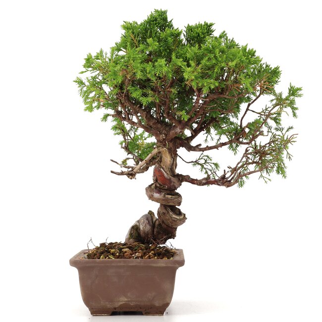 Juniperus chinensis Itoigawa, 24 cm, ± 18 jaar oud, met interessante jin en shari
