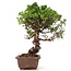 Juniperus chinensis Itoigawa, 24 cm, ± 18 jaar oud, met interessante jin en shari