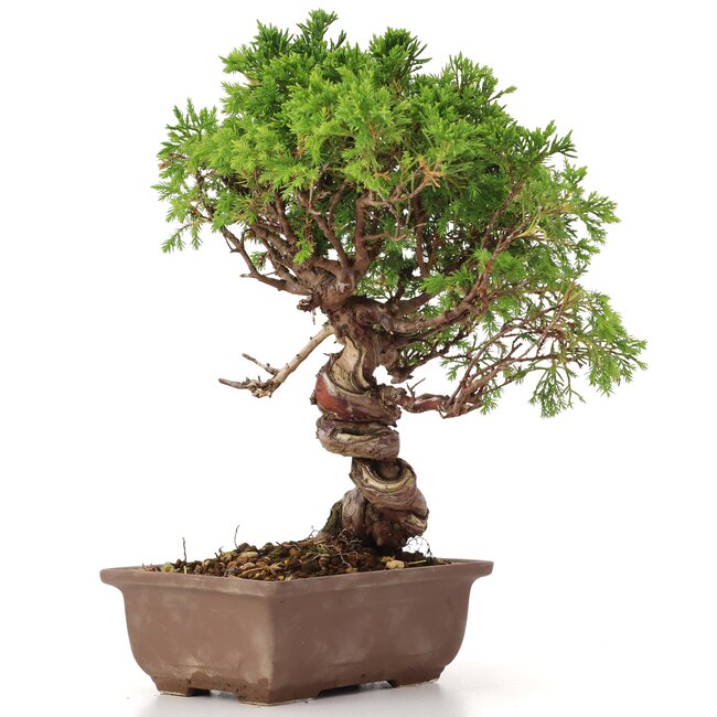 Juniperus chinensis Itoigawa, 24 cm, ± 18 años, con interesantes jin y shari