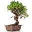 Juniperus chinensis Itoigawa, 24 cm, ± 18 anni, con interessanti jin e shari