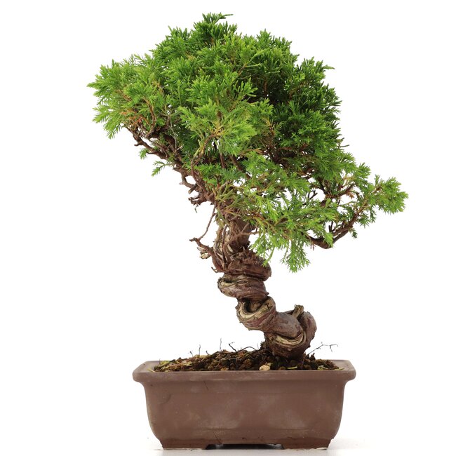 Juniperus chinensis Itoigawa, 24 cm, ± 18 jaar oud, met interessante jin en shari