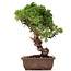 Juniperus chinensis Itoigawa, 24 cm, ± 18 anni, con interessanti jin e shari