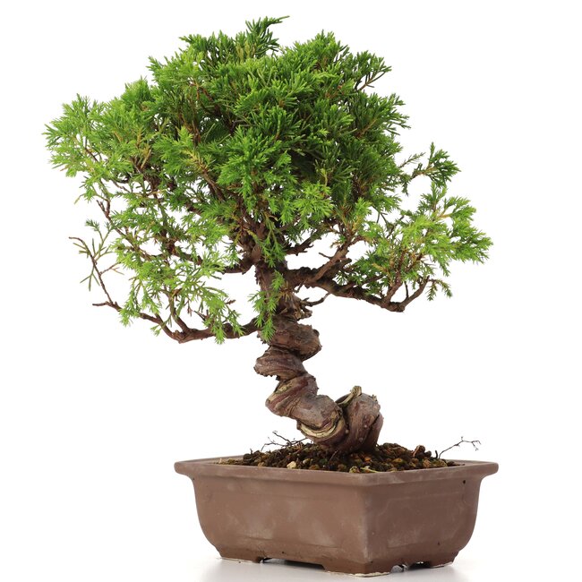 Juniperus chinensis Itoigawa, 24 cm, ± 18 ans, avec jin et shari intéressants