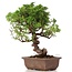 Juniperus chinensis Itoigawa, 24 cm, ± 18 anni, con interessanti jin e shari