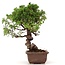 Juniperus chinensis Itoigawa, 24 cm, ± 18 anni, con interessanti jin e shari