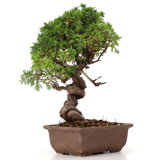Juniperus chinensis Itoigawa, 24 cm, ± 18 años, con interesantes jin y shari