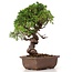 Juniperus chinensis Itoigawa, 24 cm, ± 18 jaar oud, met interessante jin en shari