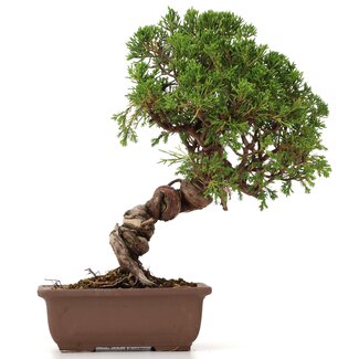 Juniperus chinensis Itoigawa, 26 cm, ± 18 anni