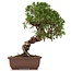 Juniperus chinensis Itoigawa, 26 cm, ± 18 jaar oud, met interessante jin en shari