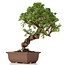 Juniperus chinensis Itoigawa, 26 cm, ± 18 anni, con interessanti jin e shari