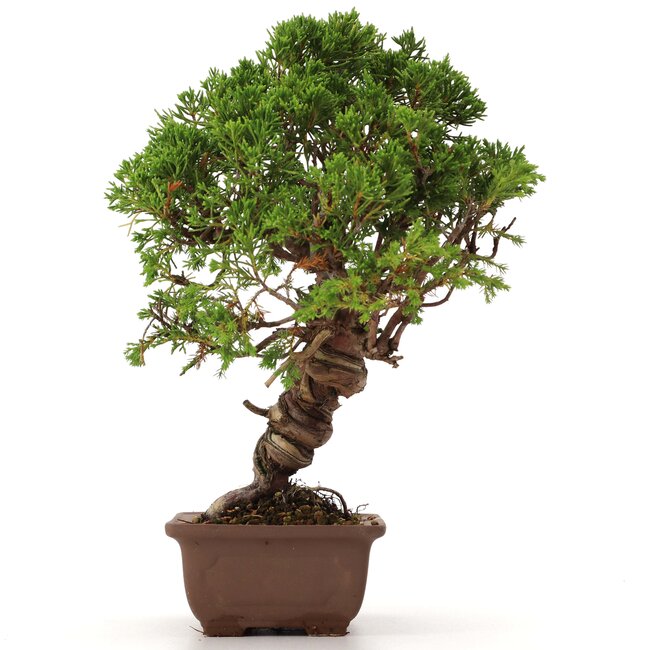 Juniperus chinensis Itoigawa, 26 cm, ± 18 Jahre alt, mit interessantem Jin und Shari