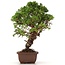 Juniperus chinensis Itoigawa, 26 cm, ± 18 jaar oud, met interessante jin en shari