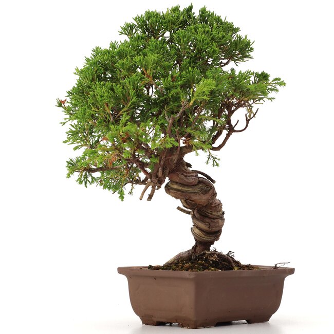Juniperus chinensis Itoigawa, 26 cm, ± 18 ans, avec jin et shari intéressants