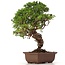 Juniperus chinensis Itoigawa, 26 cm, ± 18 jaar oud, met interessante jin en shari