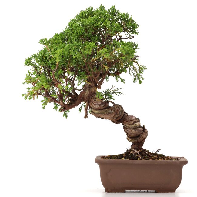 Juniperus chinensis Itoigawa, 26 cm, ± 18 ans, avec jin et shari intéressants