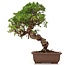 Juniperus chinensis Itoigawa, 26 cm, ± 18 anni, con interessanti jin e shari