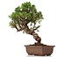 Juniperus chinensis Itoigawa, 26 cm, ± 18 jaar oud, met interessante jin en shari