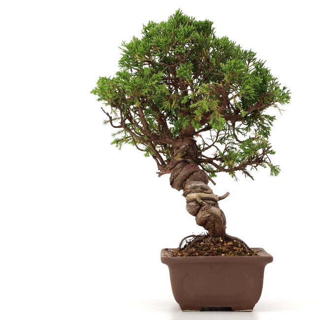Juniperus chinensis Itoigawa, 26 cm, ± 18 anni, con interessanti jin e shari