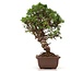 Juniperus chinensis Itoigawa, 26 cm, ± 18 jaar oud, met interessante jin en shari