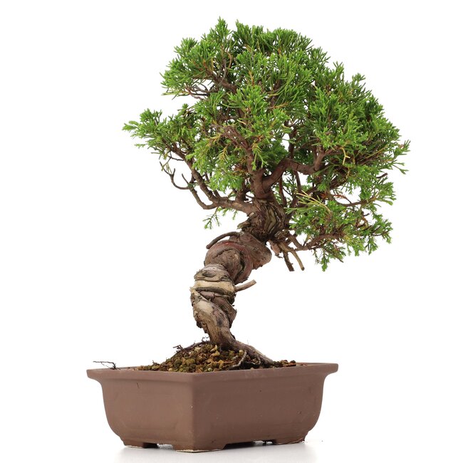 Juniperus chinensis Itoigawa, 26 cm, ± 18 Jahre alt, mit interessantem Jin und Shari