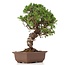 Juniperus chinensis Itoigawa, 26 cm, ± 18 jaar oud, met interessante jin en shari