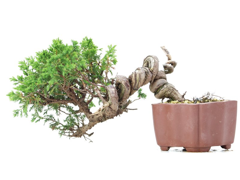 Juniperus chinensis Itoigawa, 15 cm, ± 18 Jahre alt, mit interessantem Jin und Shari