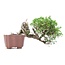 Juniperus chinensis Itoigawa, 15 cm, ± 18 anni, con interessanti jin e shari