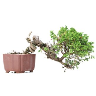 Juniperus chinensis Itoigawa, 15 cm, ± 18 years old