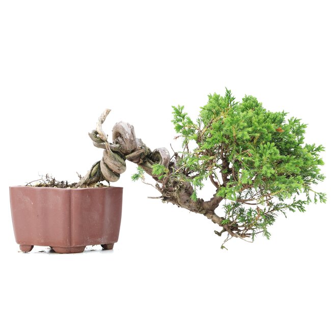Juniperus chinensis Itoigawa, 15 cm, ± 18 años, con interesantes jin y shari