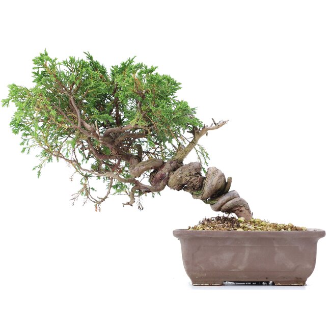 Juniperus chinensis Itoigawa, 22 cm, ± 18 Jahre alt, mit interessantem Jin und Shari