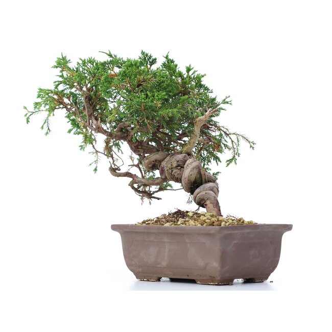 Juniperus chinensis Itoigawa, 22 cm, ± 18 jaar oud, met interessante jin en shari