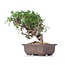 Juniperus chinensis Itoigawa, 22 cm, ± 18 anni, con interessanti jin e shari