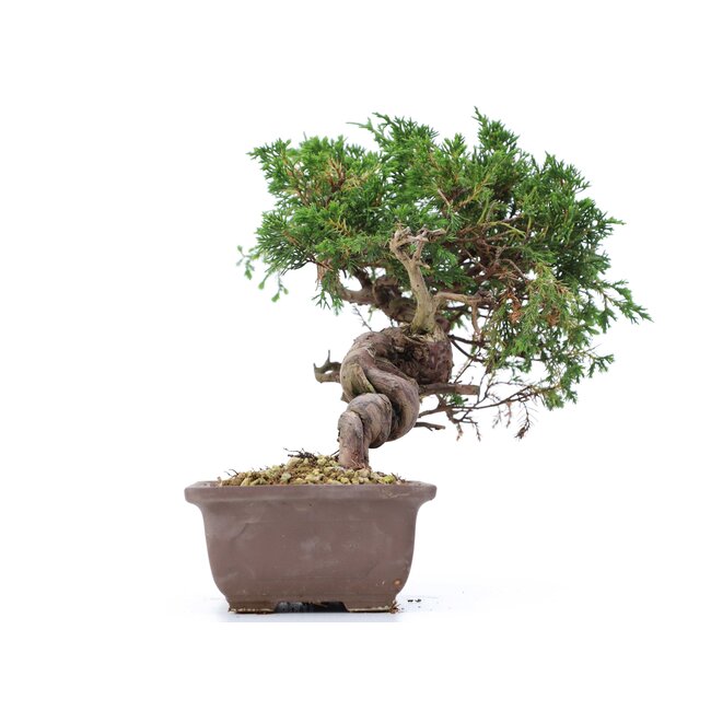 Juniperus chinensis Itoigawa, 22 cm, ± 18 jaar oud, met interessante jin en shari