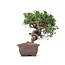 Juniperus chinensis Itoigawa, 22 cm, ± 18 anni, con interessanti jin e shari