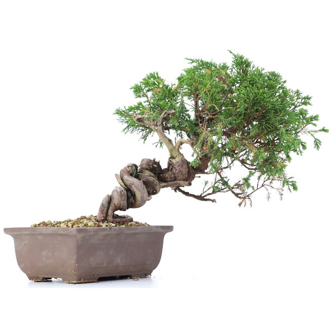 Juniperus chinensis Itoigawa, 22 cm, ± 18 jaar oud, met interessante jin en shari